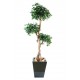 Ficus artificiel | Retusa Crazy 150 cm
