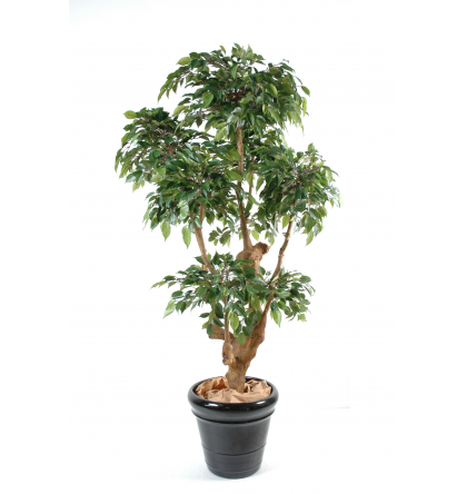 Ficus artificiel 5 têtes Natasja 170cm