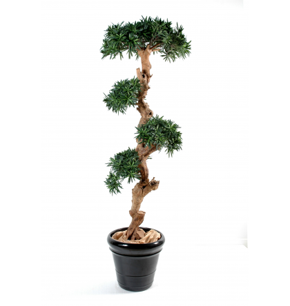 Podocarpus nuage (180cm)