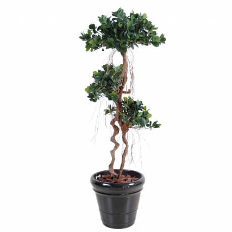 Ficus Panda New 140cm