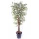 Ficus lianes artificiel petites feuilles