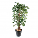 Ficus artificiel lianes grandes feuilles H150-180-210cm