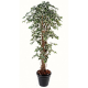 Ficus lianes artificiel petites feuilles