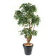 Ficus artificiel 5 têtes Natasja 170cm