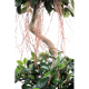 Ficus spirale 2 boules 185cm