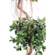 Ficus spirale 2 boules 185cm