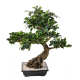 Ficus bonsai en coupe 