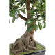 Ficus bonsai en coupe 
