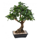 Ficus bonsai en coupe 