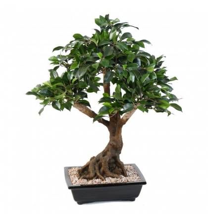 Ficus bonsai en coupe 