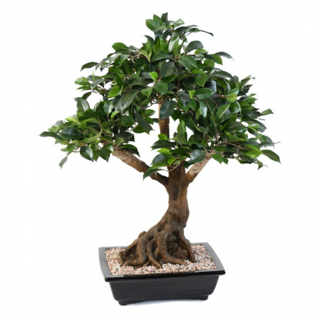 Ficus bonsai en coupe 