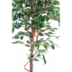 Ficus tronc simple 