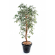 Ficus tronc simple 