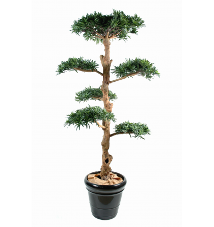 Podocarpus nuage large (150cm)