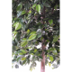 Ficus natasja