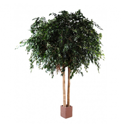 Ficus artificiel Exotica Géant H350 & 480cm