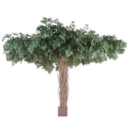 Ficus artificiel lianes Umbrella H320cm Ø450cm