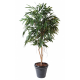 Ficus Alii Royal artificiel 