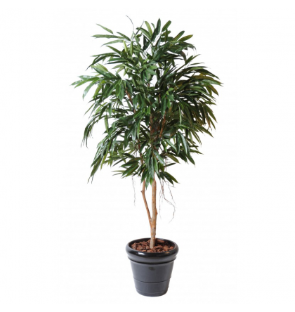 Ficus artificiel  Alii Royal H190 & 250cm