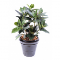 Ficus artificiel | Elastica buisson 90cm