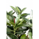 Ficus artificiel Elastica buisson 90cm