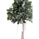 Ficus artificiel Rubber plant tree 220cm