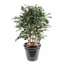 Ficus artificiel | Exotica buisson 80 et 110cm