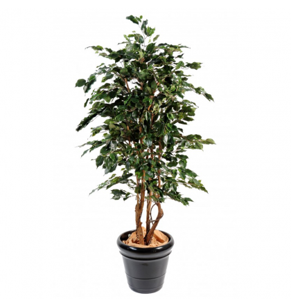 Ficus artificiel exotica H180 & 210cm