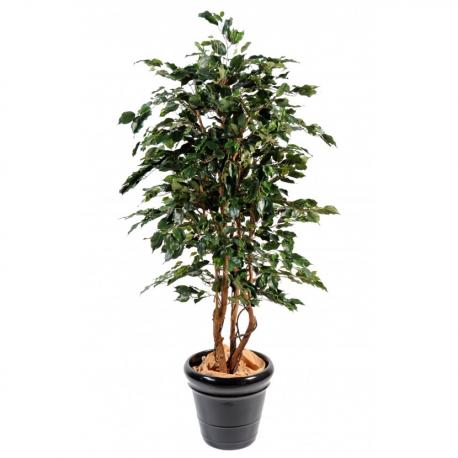 Ficus artificiel Exotica 180 et 210cm