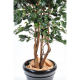 Ficus artificiel Exotica 180 et 210cm