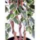 Ficus artificiel Exotica 180 et 210cm