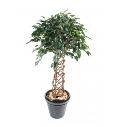 Ficus artificiel Cage H140 & 170cm