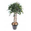 Ficus artificiel Cage H140 & 170cm