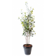 Ficus artificiel plast 180cm