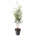 Ficus artificiel plast 180cm