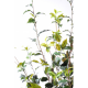 Ficus artificiel plast 180cm