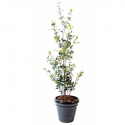 Ficus artificiel | Buisson plast 160cm