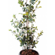 Ficus artificiel plast 180cm