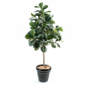 Lyrata (figuier) | Ficus artificiel 210cm