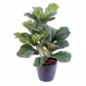 Lyrata buisson | Ficus artificiel 60cm