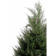 Cyprès juniperus (65cm)