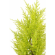 Cyprès artificiel mini Juniperus UV 55cm