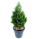 Cyprès artificiel Juniperus vert 2 tons 65 à 160cm