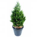 Cyprès artificiel UV Juniperus vert 2 tons H65-105-135-160cm