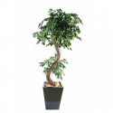 Ficus artificiel